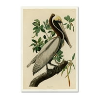 Zaštitni znak likovna umjetnost 'Brown Pelicanplater 251' Canvas Art by Audubon