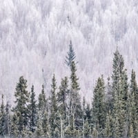 Aljaska - Frosted forest landscape Fairbanks iz MK