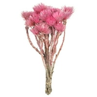 Vickerman 13-14 svijetlo ružičasti zimzeleni cvjetovi, grubo procvjetali, osušeni
